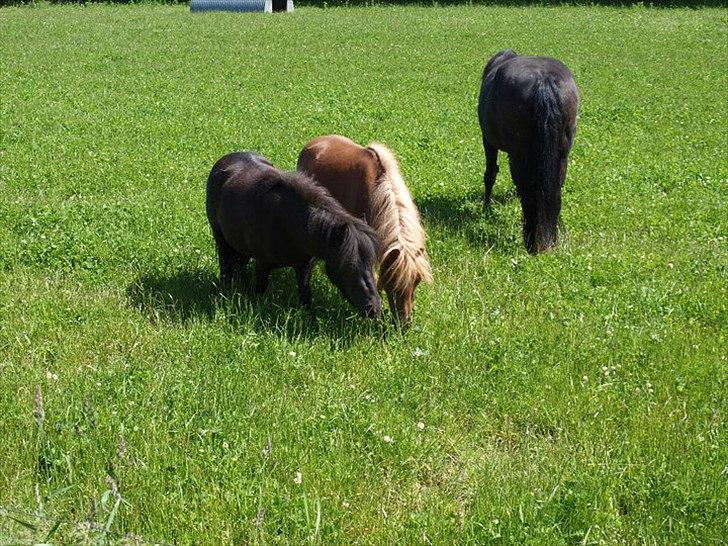 Shetlænder Karla |My Love|<3 - Sommer 2010<3
Foto: René Sørensen billede 14