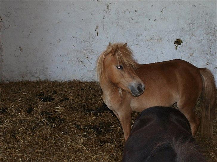 Shetlænder Karla |My Love|<3 billede 17