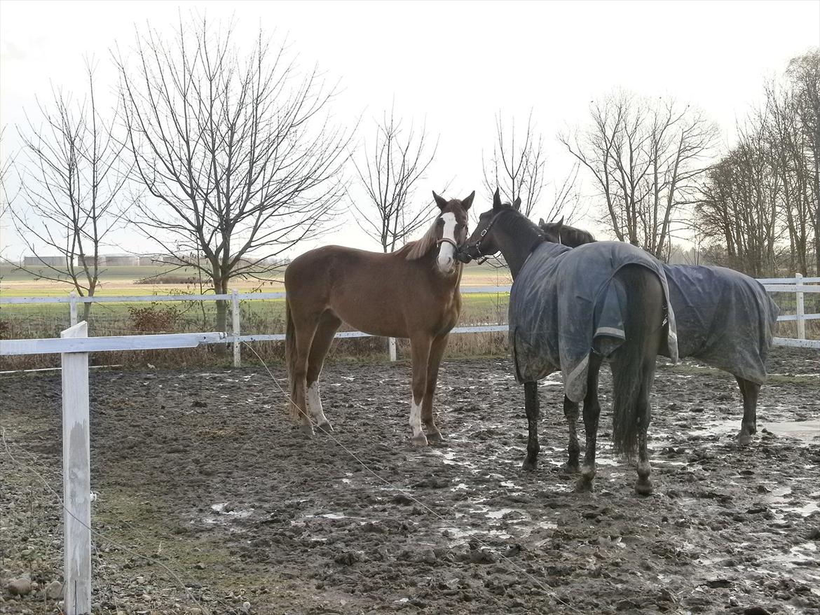Dansk Varmblod Vestergårds Don Diligo billede 2