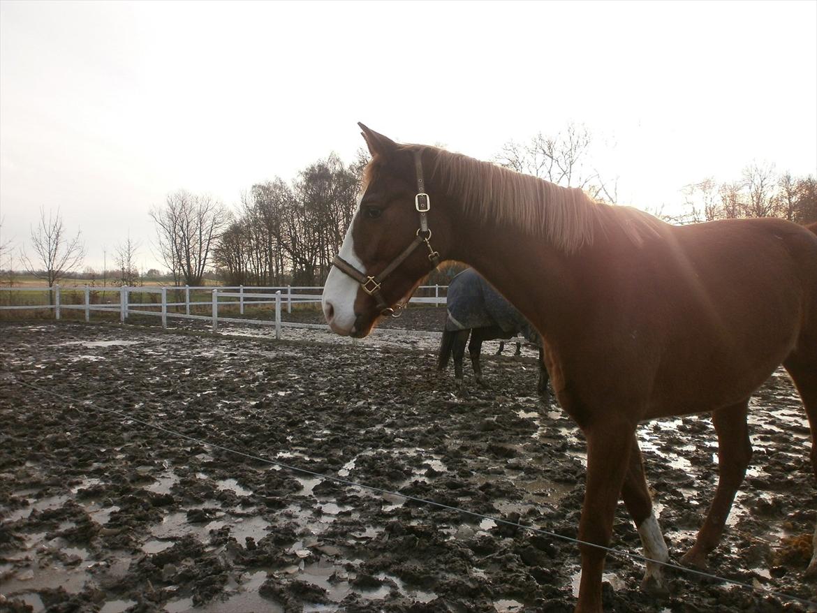 Dansk Varmblod Vestergårds Don Diligo billede 3