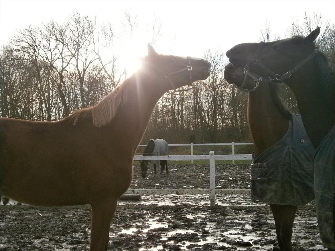 Dansk Varmblod Vestergårds Don Diligo billede 4