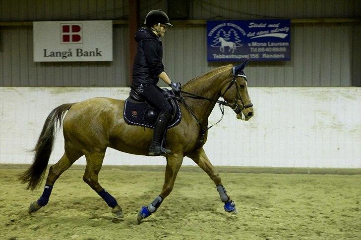 Irsk Sportspony Rivertown's Rose - træning - Stevenstrup. 
en ret rolig river pony *-: billede 7