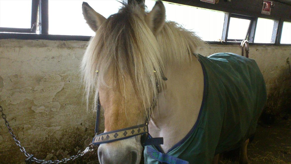 Fjordhest Kamilla  billede 7