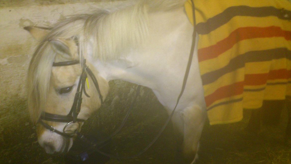 Fjordhest Kamilla  billede 6