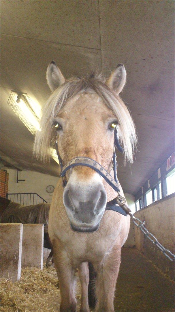 Fjordhest Kamilla  billede 8
