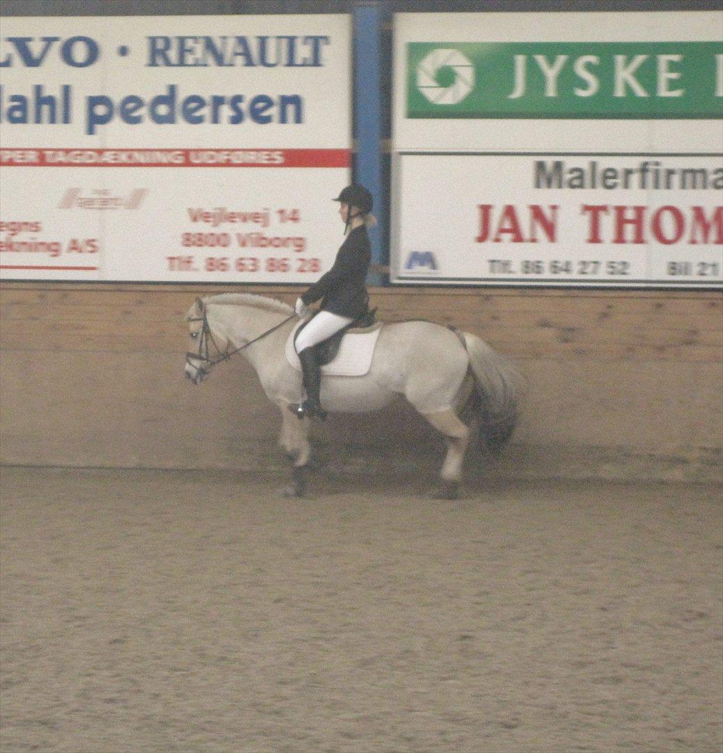 Fjordhest Kamilla  billede 9