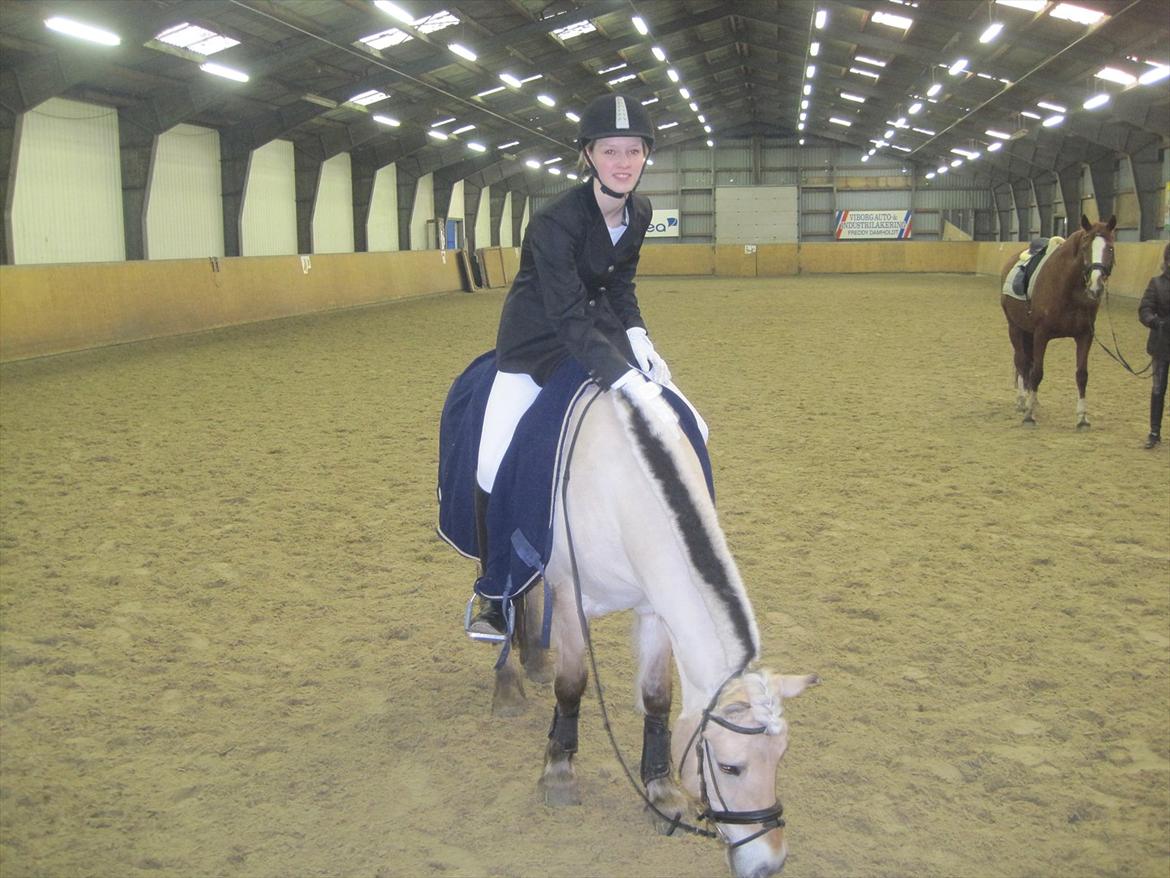 Fjordhest Kamilla  billede 10