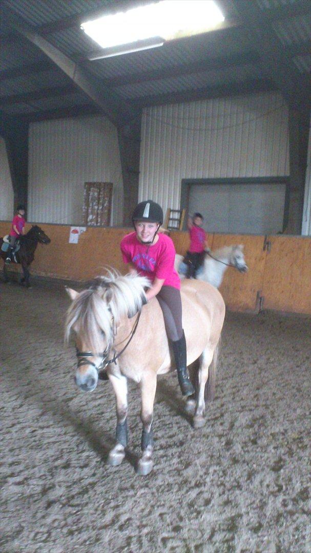 Fjordhest Kamilla  billede 4