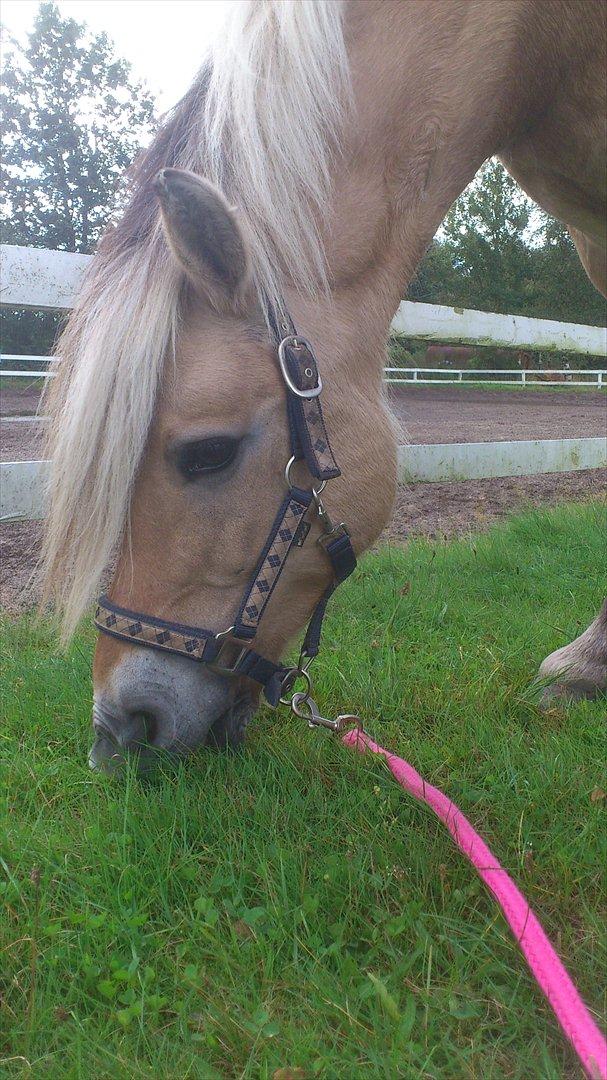 Fjordhest Kamilla  billede 12
