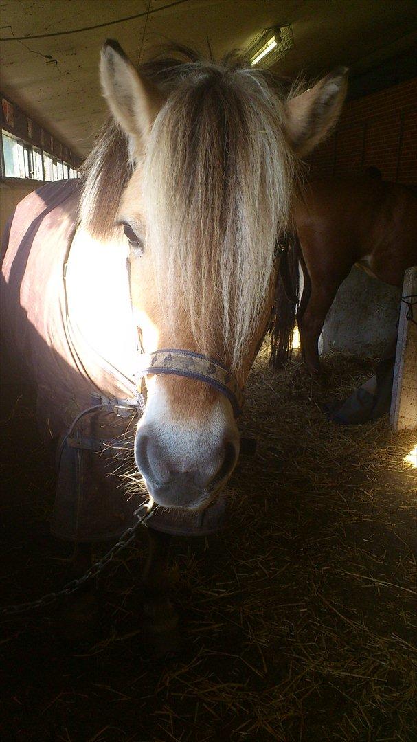 Fjordhest Kamilla  billede 13