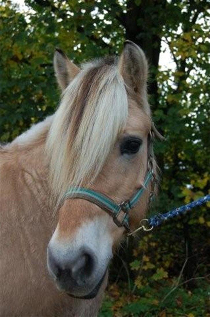 Fjordhest Kamilla  billede 15