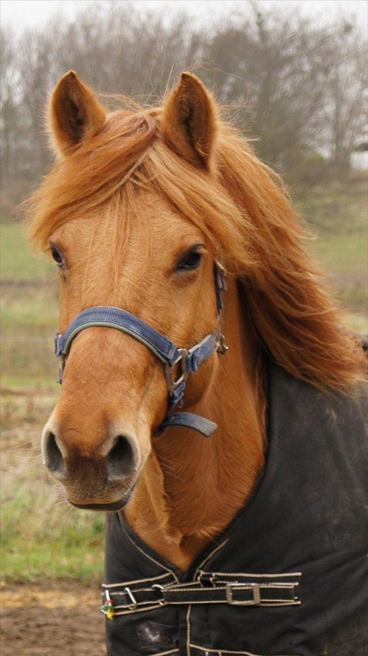 Anden særlig race Bonfire ( tidl. halvpart) - Smukke Bonfire på fold :) 
FOTO: Sofie Amalia Boye billede 7