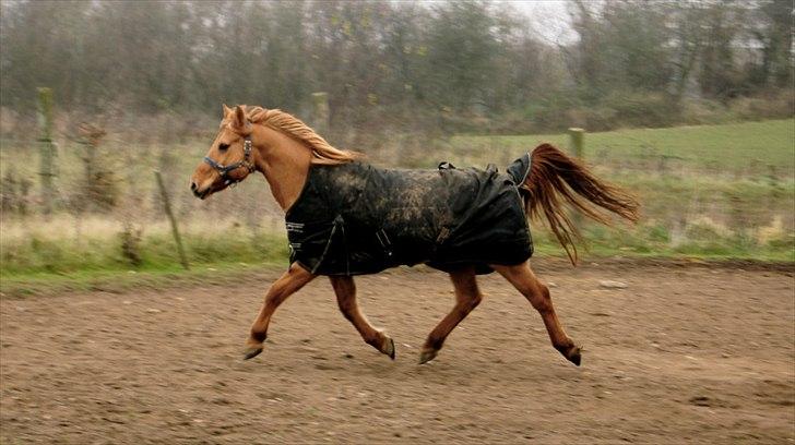 Anden særlig race Bonfire ( tidl. halvpart) - FOTO: Sofie Amalia Boye
 billede 8