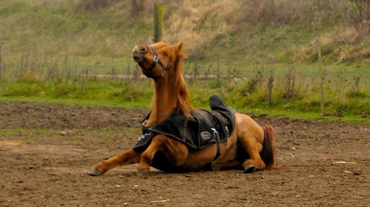 Anden særlig race Bonfire ( tidl. halvpart) - Hun ligner en lama.. 
FOTO: Sofie Amalia Boye
 billede 9