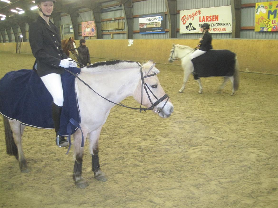 Fjordhest Kamilla  billede 11