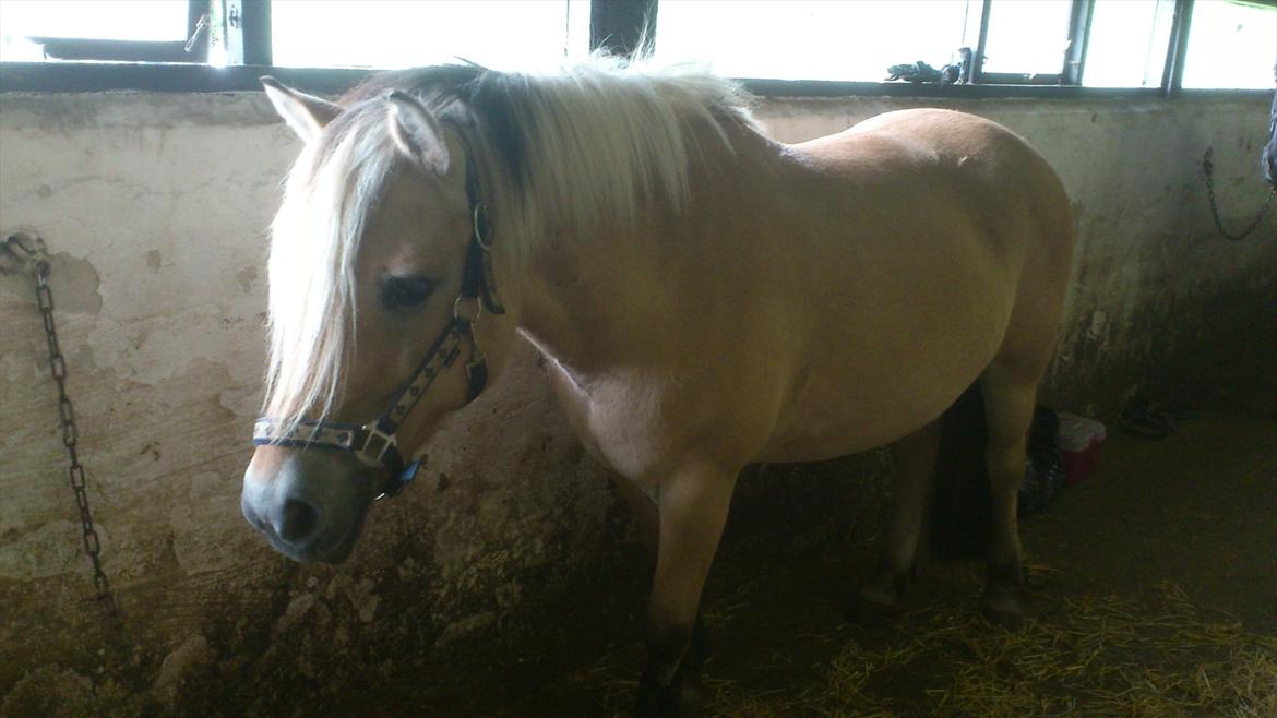 Fjordhest Kamilla  billede 14