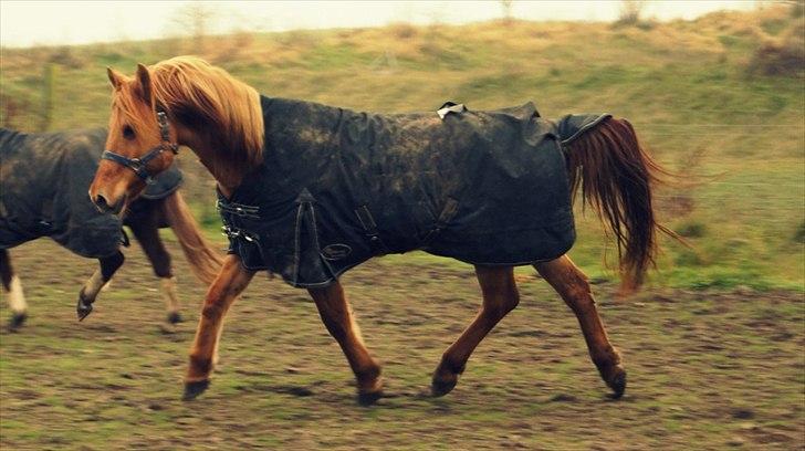 Anden særlig race Bonfire ( tidl. halvpart) - FOTO: Sofie Amalia Boye
 billede 10