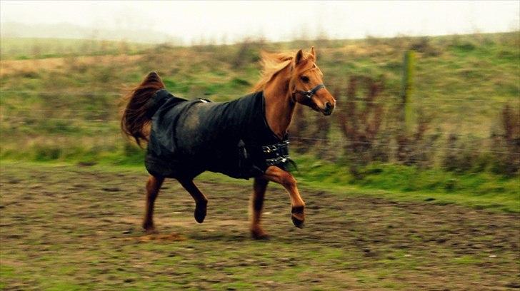 Anden særlig race Bonfire ( tidl. halvpart) - Ihh vi løber! 
FOTO: Sofie Amalia Boye
 billede 11