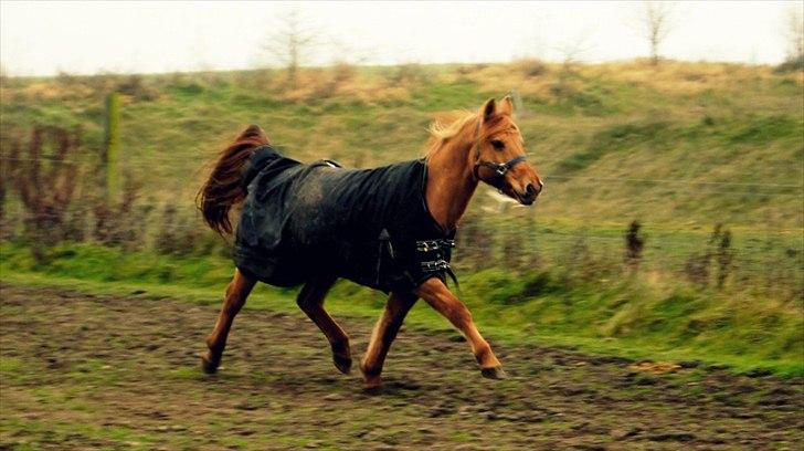 Anden særlig race Bonfire ( tidl. halvpart) - FOTO: Sofie Amalia Boye
 billede 12