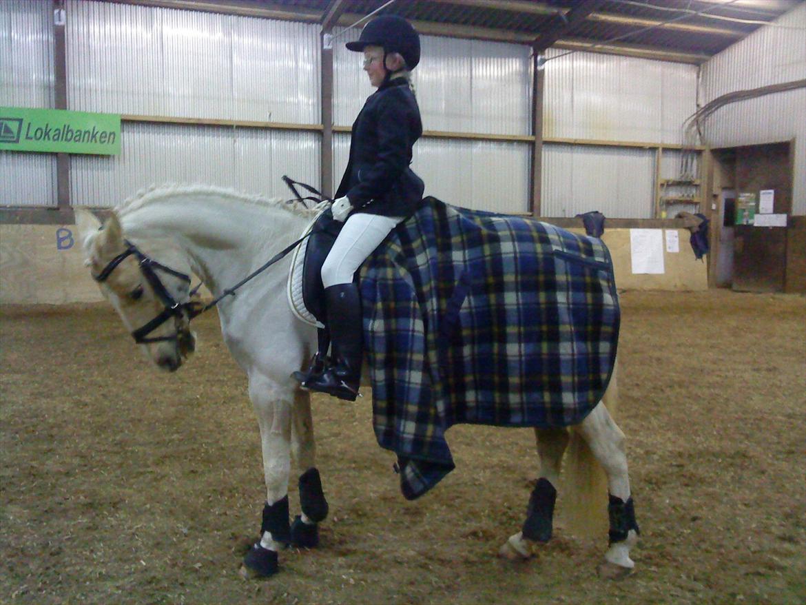 Welsh Pony af Cob-type (sec C) Goldy Girl - Første stævne
februar 2011 en LC1 på SLR, og fik en anden plads, jubiii :D Foto: Anette billede 17