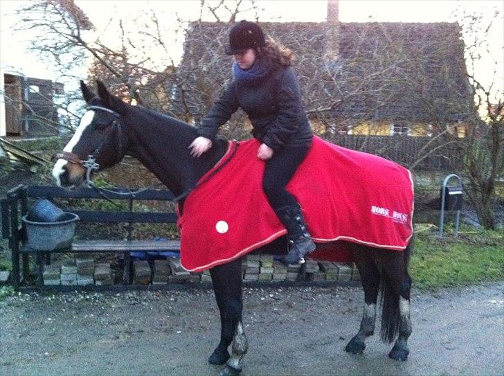 Dansk Varmblod zaragoza - efter en god tur(: jeg elsker dig zago, du gør alting en lille smule bedere <3 behøver ikke engang have fat i dig, du står bare så fint(: foto: Camilla billede 12