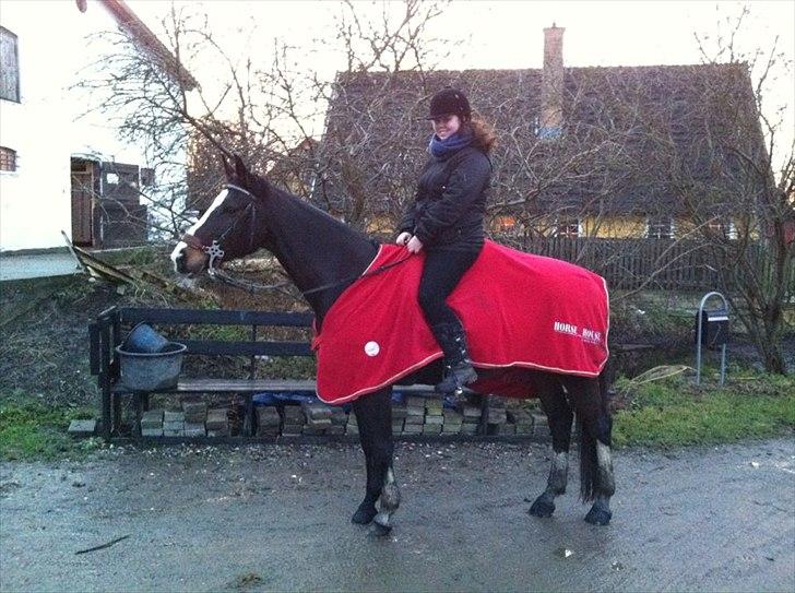 Dansk Varmblod zaragoza - efter en god tur,jeg elsker dig zago, du gør alting en lille smule bedere <3 foto: Camilla billede 13
