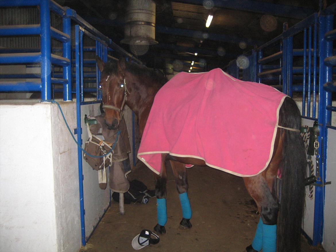 Anden særlig race Venus - Klar til at komme ud og lave lidt.:) billede 2