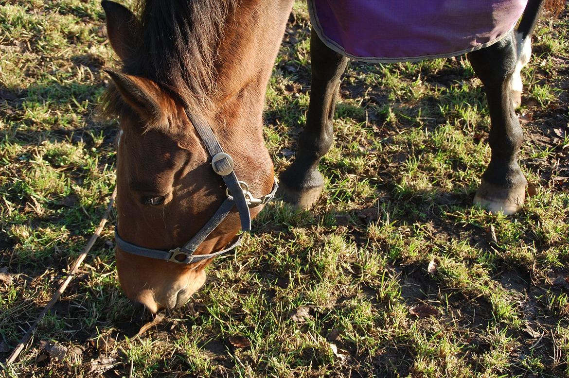 Anden særlig race Venus billede 13