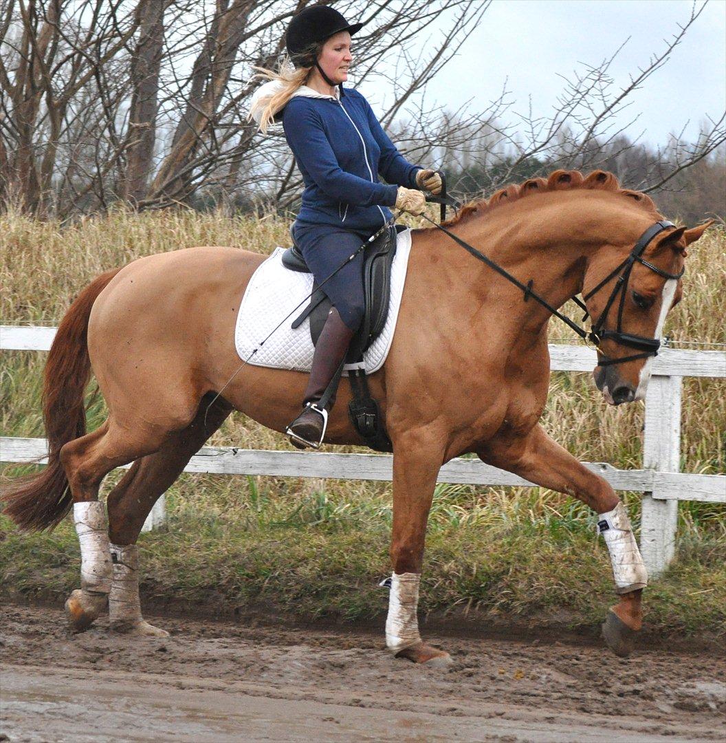 Hollandsk Varmblod Clemens ST. billede 7