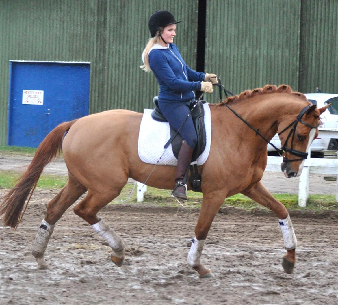 Hollandsk Varmblod Clemens ST. billede 8