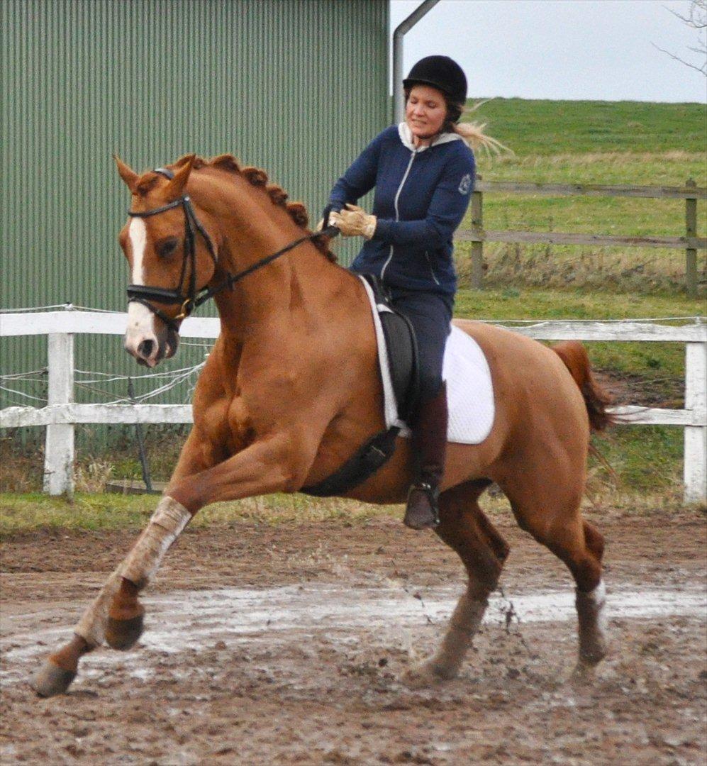 Hollandsk Varmblod Clemens ST. billede 9