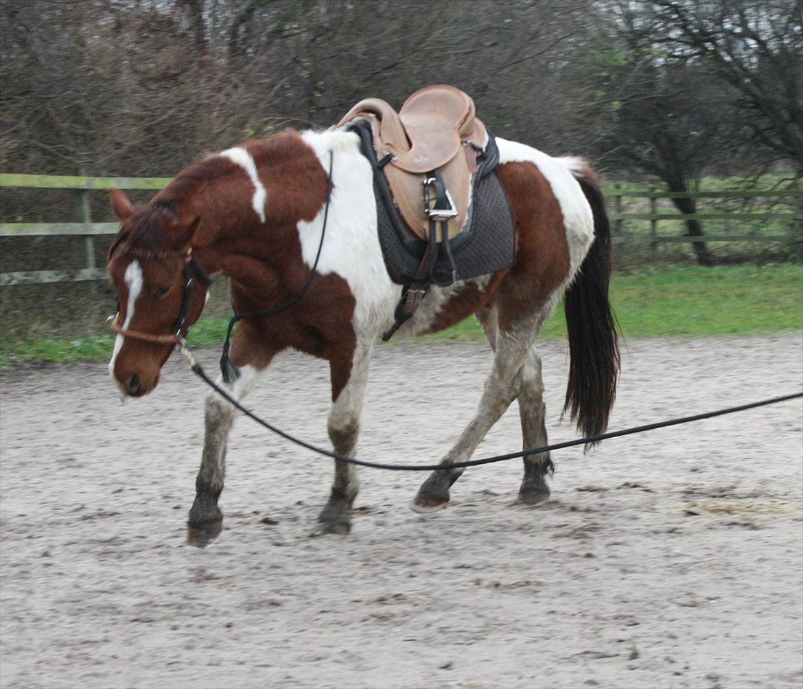 Welsh Partbred (Sec F) Blanding Alasho |My One| )´: - 8) Hvis jeg havde en tryllestav, ville jeg trylle os tilbage, da vi var sammen, og var ét. Længdes efter dig og den følelse.. )´: <3!  billede 8