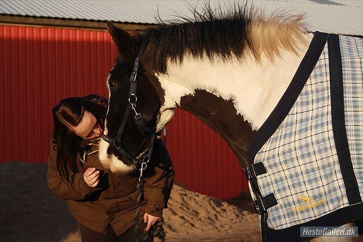 Irish Cob Renaldo (Nalle) R.I.P billede 3