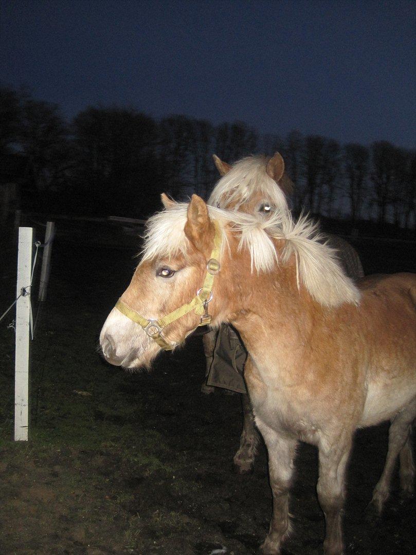 Haflinger Vestervangs Vanilia! billede 17