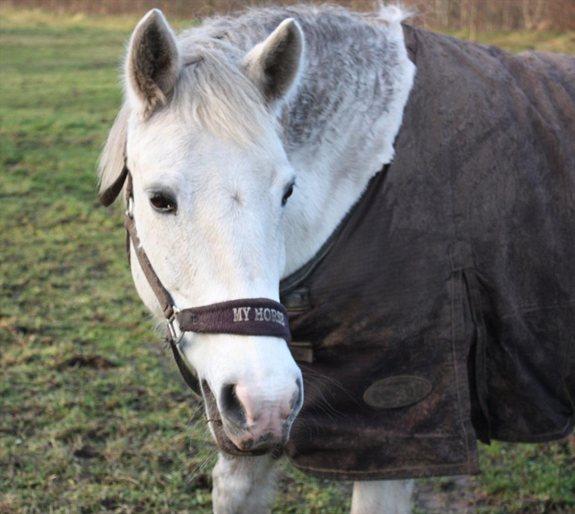 Pinto Marcia (elsket og savnet) - smukke hest på folden :) billede 2