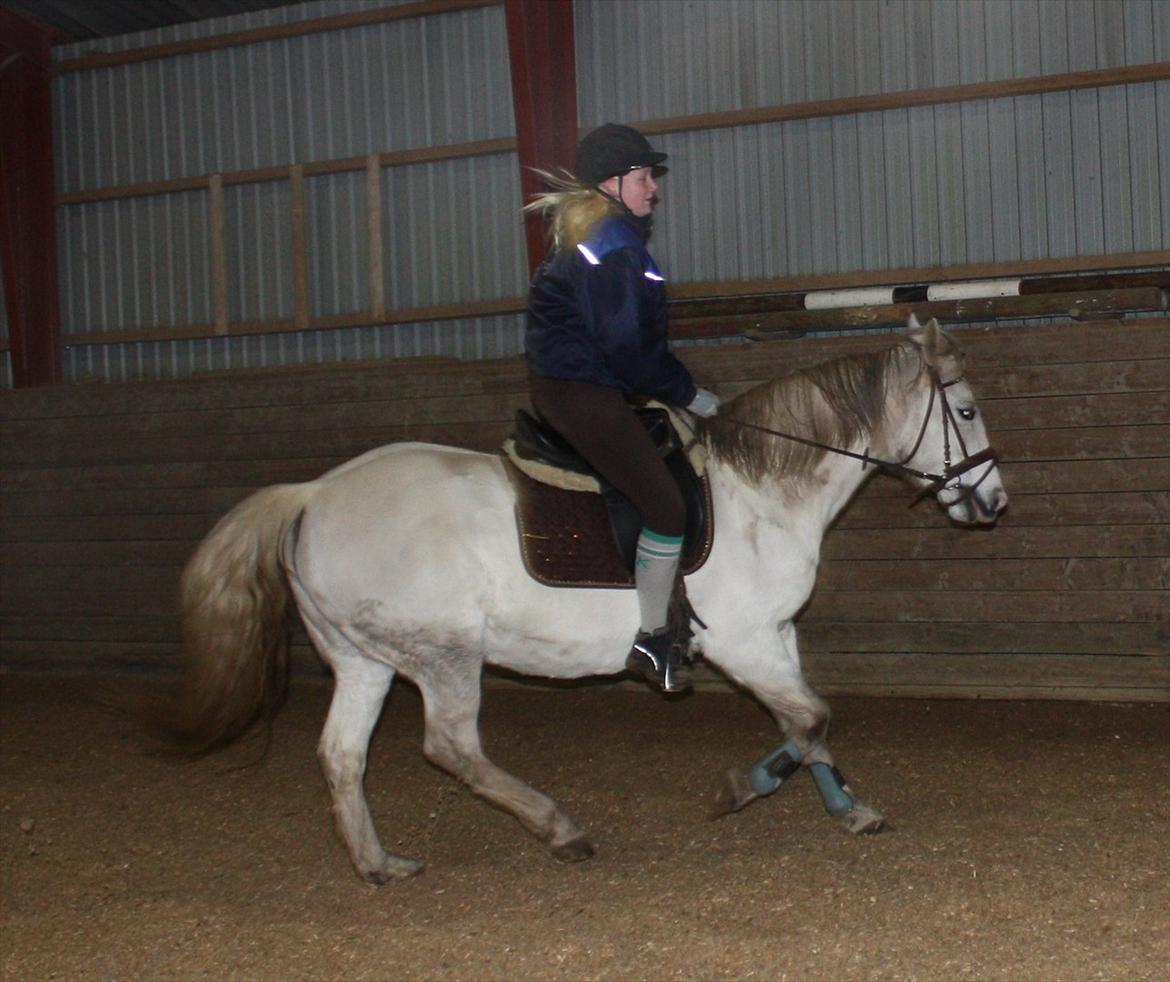 Pinto Marcia (elsket og savnet) - Første galop :) billede 3