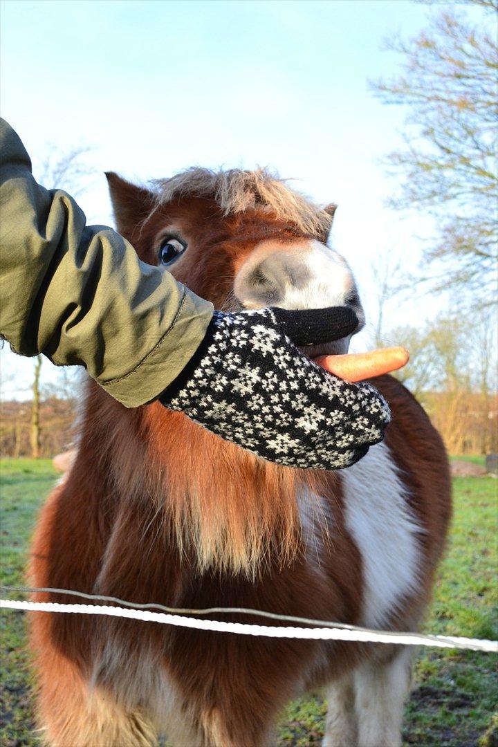 Shetlænder Nicky billede 1