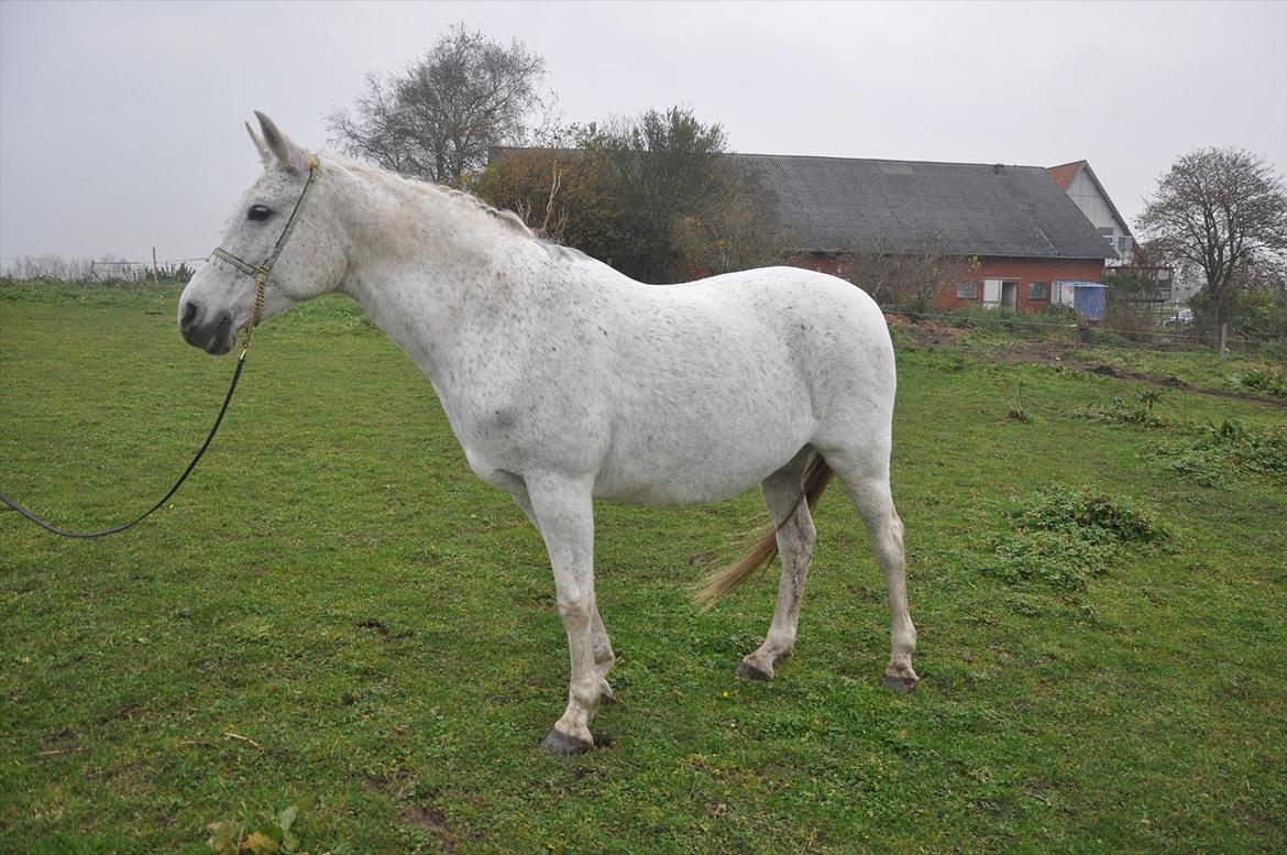 Arabisk fuldblod (OX) Bahia Blanca - Jeg tror ikke på engle, men når jeg ser dig, blir jeg i tvivl. billede 15