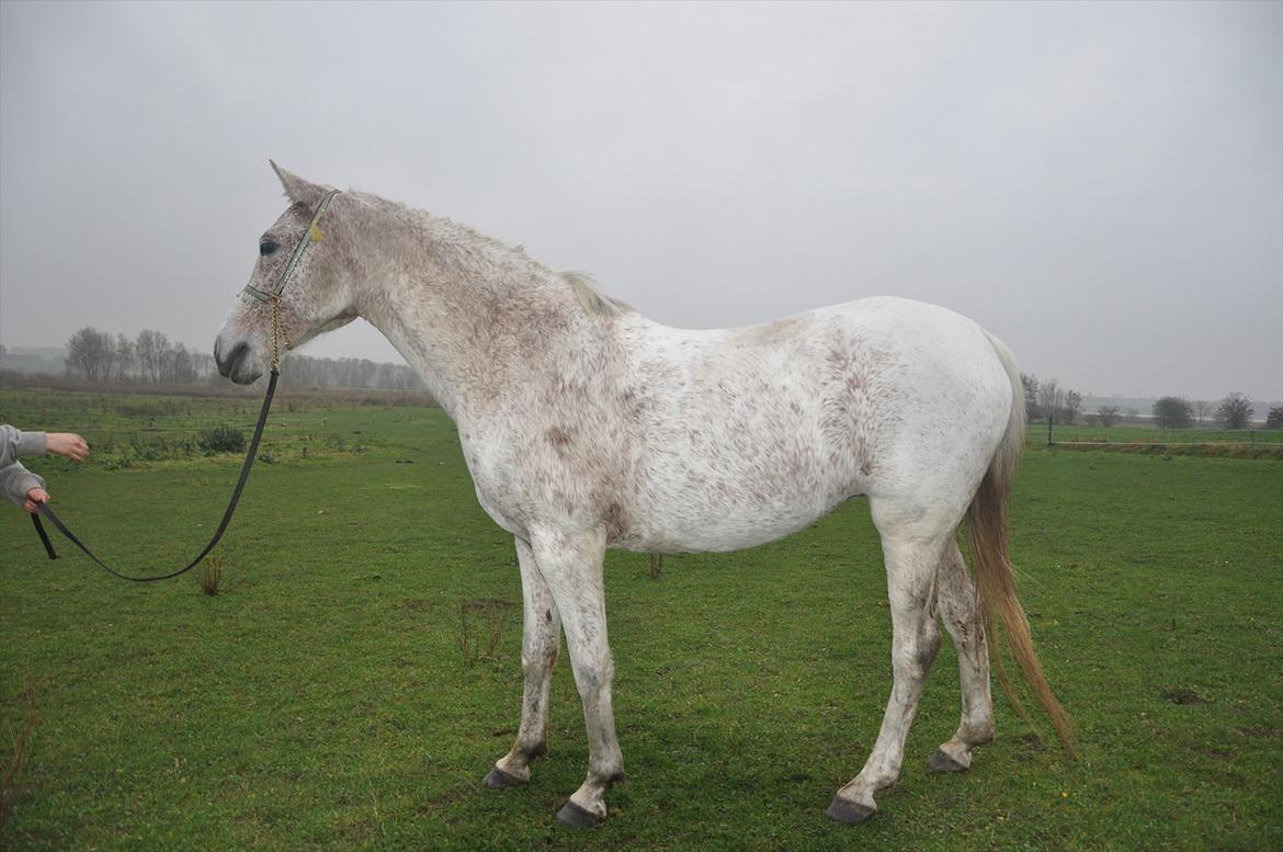 Arabisk fuldblod (OX) bleas  billede 19