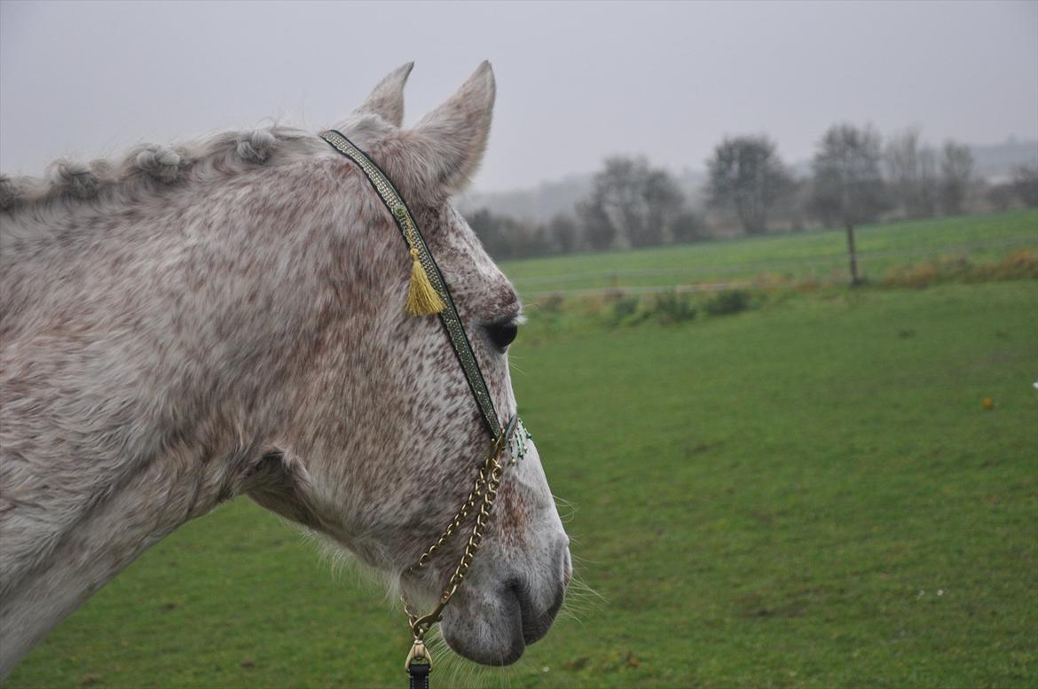 Arabisk fuldblod (OX) bleas  billede 20