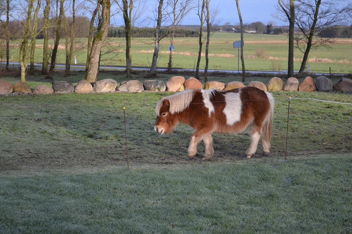 Shetlænder Nicky billede 4
