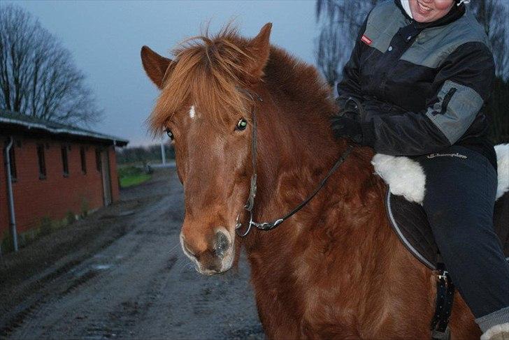 Islænder Glöd billede 6