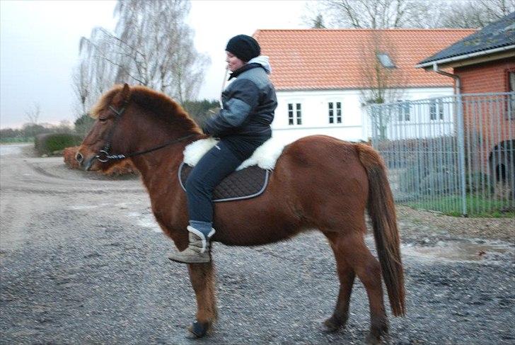 Islænder Glöd - dejligt med en hjemmelavet lammeskinds sadel :) billede 1