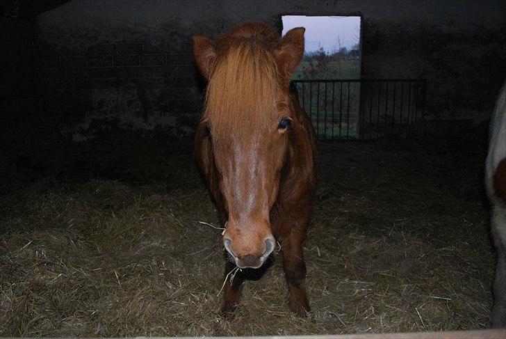 Islænder Glöd billede 7