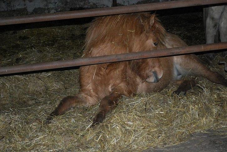 Islænder Gjöf billede 9