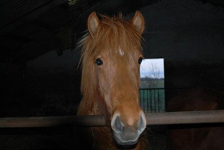 Islænder Gjöf billede 1