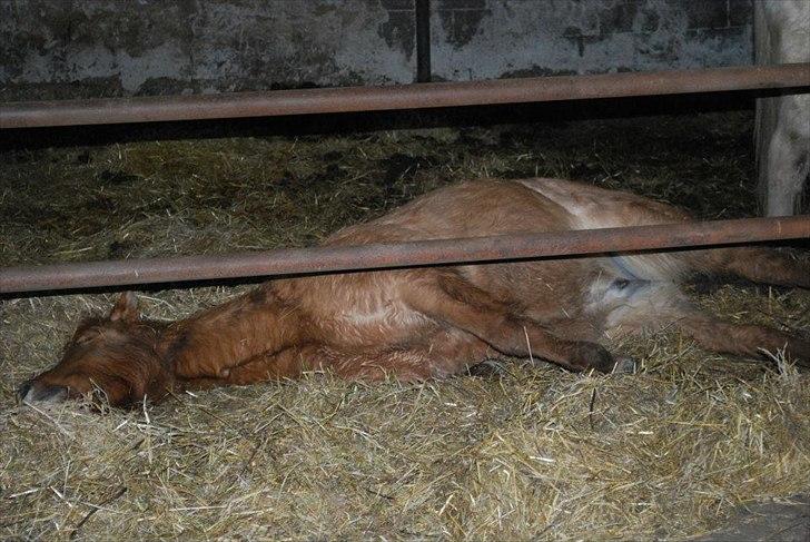 Islænder Gjöf billede 10