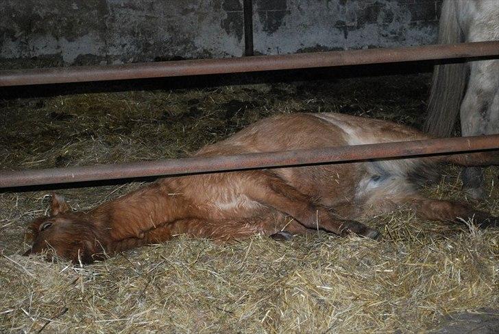 Islænder Gjöf billede 11