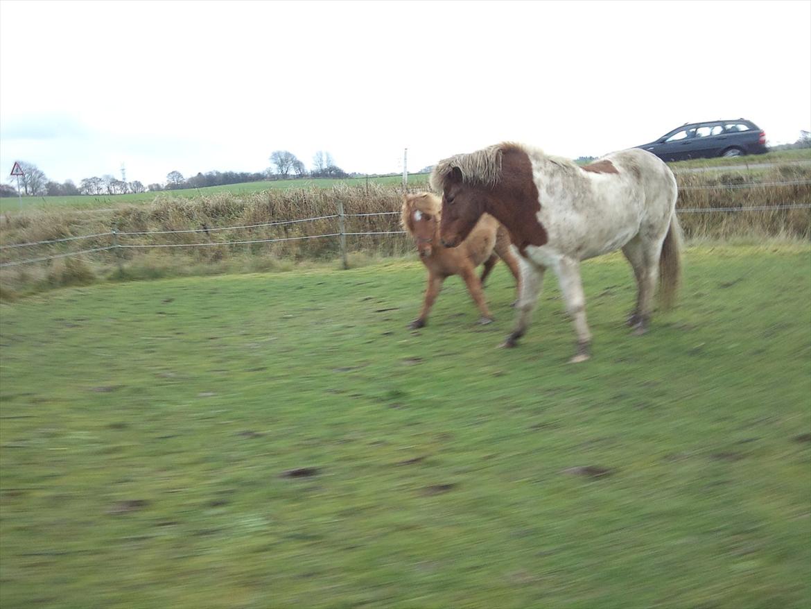 Islænder Gjöf billede 12