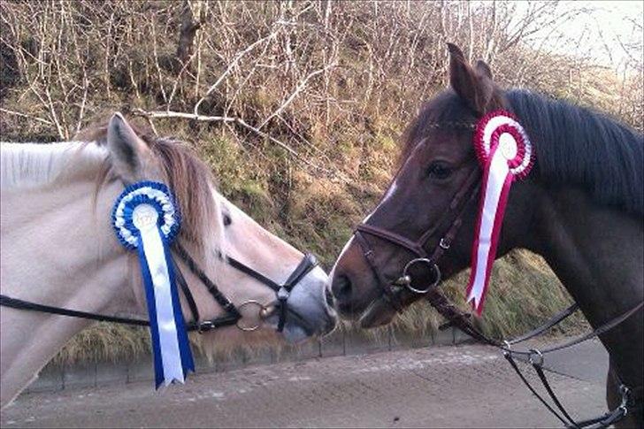 Fjordhest Cox Tidselbjerg*stjernen* - Cox og Chico i Skåde den 18.december 2011! :D Seje ponyer! Chico som nr 1 og Cox som nr 2:D Super ponyer <3 billede 8